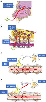 Potential of SARS-CoV-2 to Cause CNS Infection: Biologic Fundamental and Clinical Experience